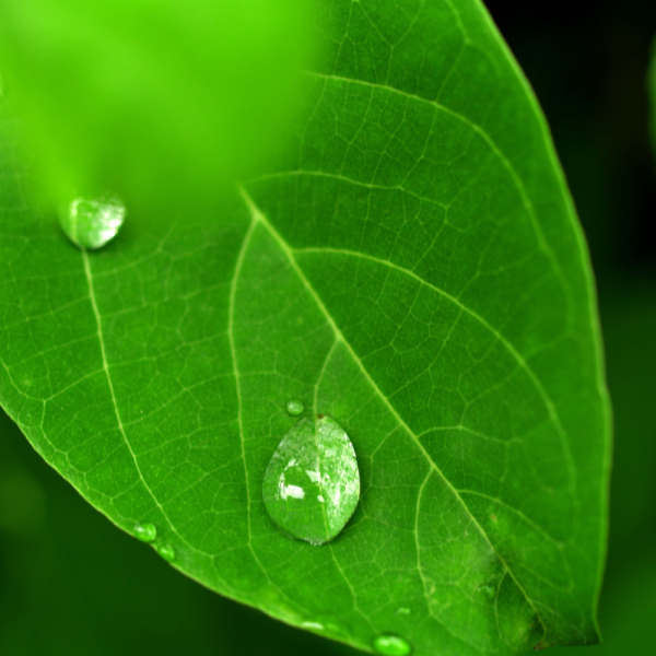 emerald-carbon-consultants-1