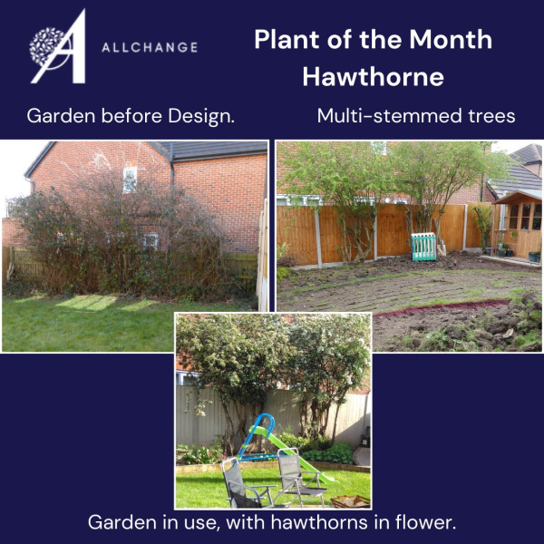 hawthorne-plant-of-the-month