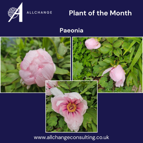 paeonia-common-name-peony