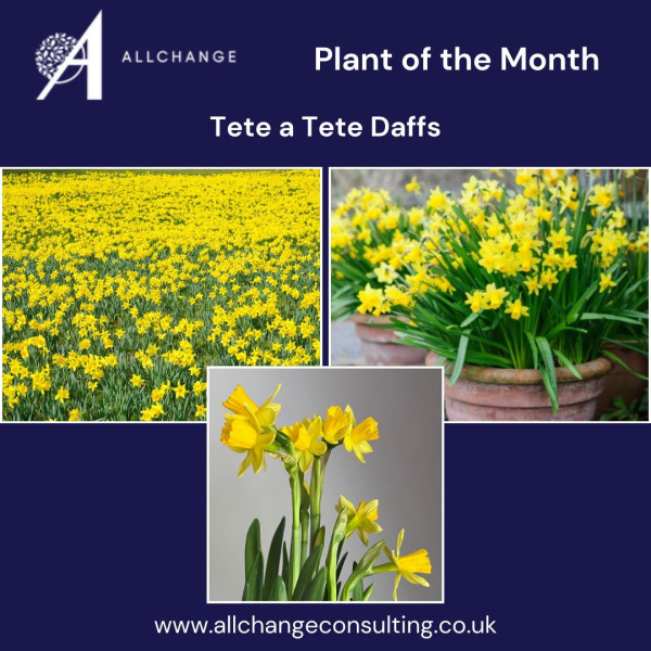 plant-of-the-month-1