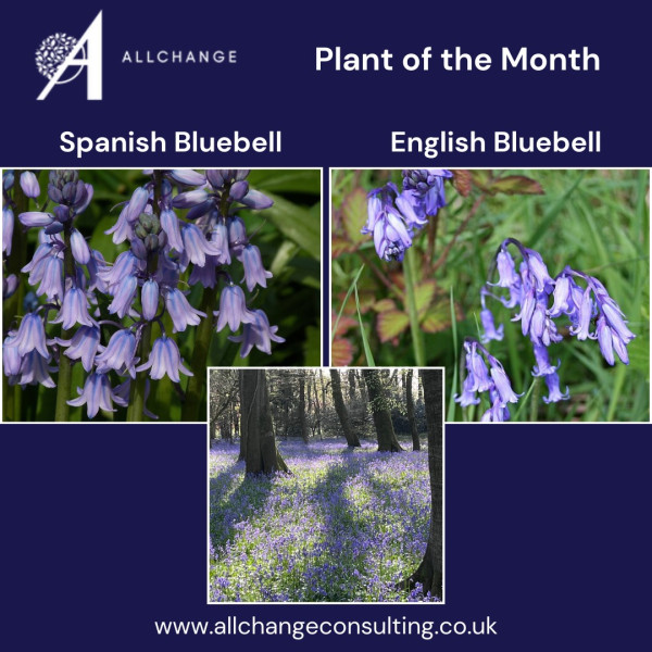 plant-of-the-month-bluebell
