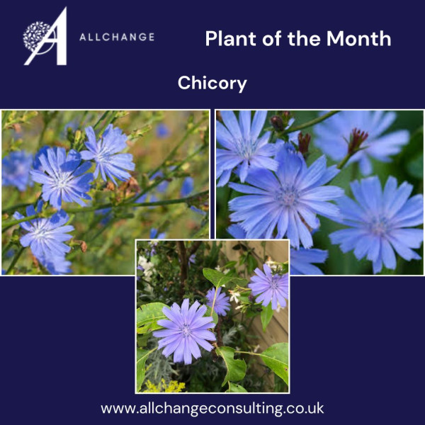 plant-of-the-month-chicory