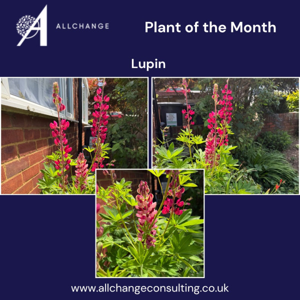 plant-of-the-month-lupin