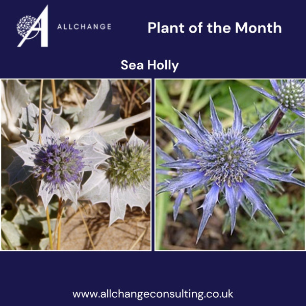 plant-of-the-month-sea-holly