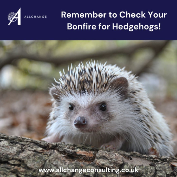 remember-to-check-your-bonfire-for-hedgehogs